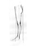 leg_s