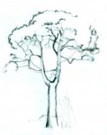 remarkable_tree_s